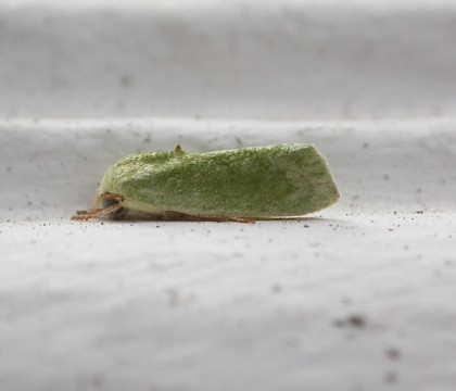 Adult &bull; Puerto Santiago, Tenerife, Canaries. &bull; &copy; David Grundy