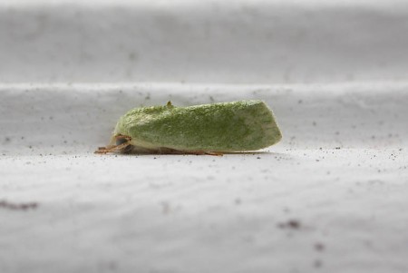 Egyptian Bollworm Earias insulana