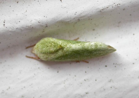 Egyptian Bollworm Earias insulana