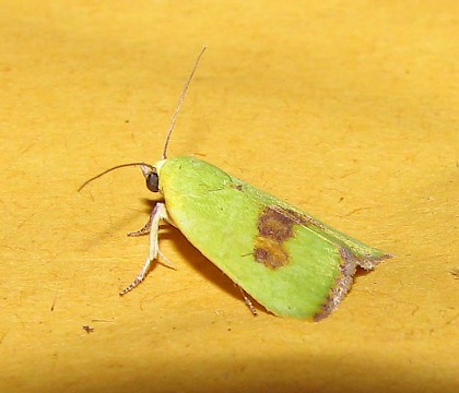 Adult &bull; &copy; Roy Goff