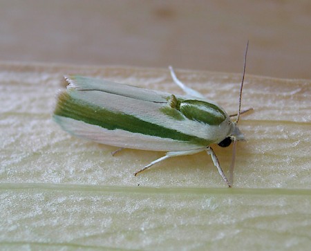 Earias vittella