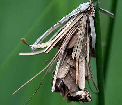 Larval case (male) &bull; Slovenia &bull; &copy; Tomi Trilar