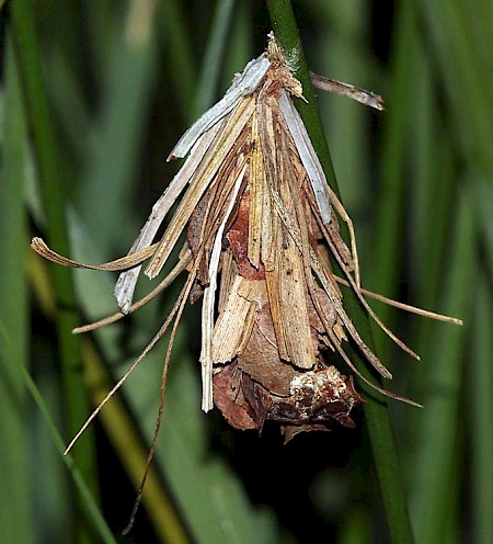 Canephora hirsuta