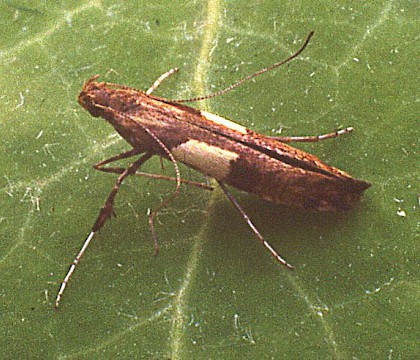 Adult &bull; Ferring-by-Sea, West Sussex. &bull; &copy; Tim Freed