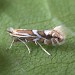 Adult • ex. leafmine on Malus sylvestris, Fleet, Hants. • © Ian Kimber