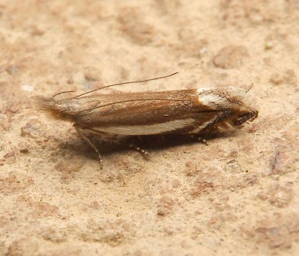 Adult &bull; Casares, SW Spain &bull; &copy; Helen Bantock