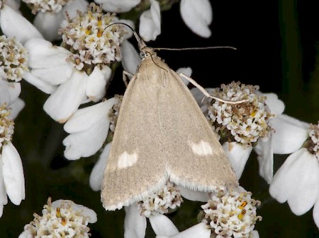 Udea alpinalis