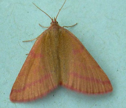 Adult &bull; Creon D