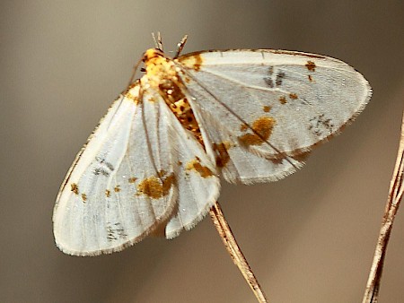 Light Magpie Abraxas pantaria