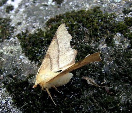 Adult &bull; Brittany, France &bull; &copy; Philip Strickland