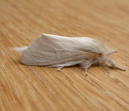 Adult &bull; New South Wales, Australia &bull; &copy; Donald Hobern