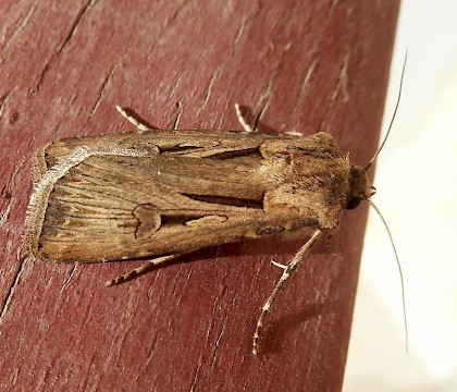 Adult &bull; Sharm El Sheikh, Egypt &bull; &copy; Paul Parsons