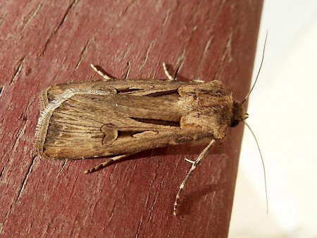 Gregson's Dart Agrotis spinifera