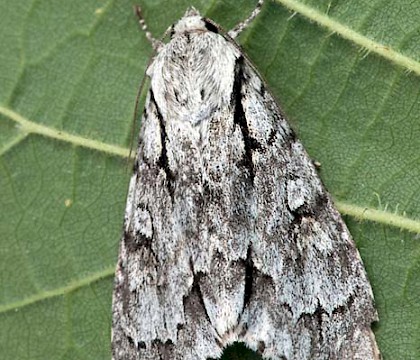 Adult &bull; Las Descargues, Lot, France &bull; &copy; Linda Reinecke