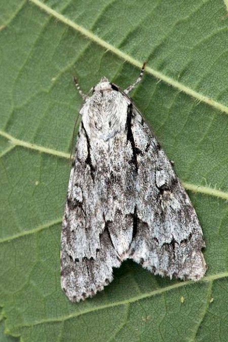 Large Dagger Acronicta cuspis