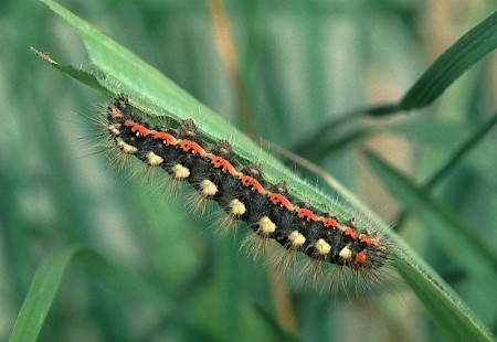 Sweet Gale Moth Acronicta cinerea