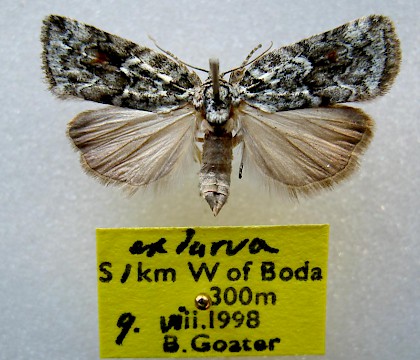 Adult &bull; Sweden &bull; &copy; Barry Goater