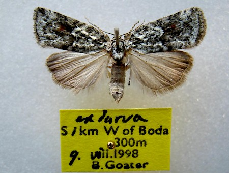 Sallow Nycteoline Nycteola degenerana