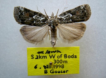 Sallow Nycteoline Nycteola degenerana