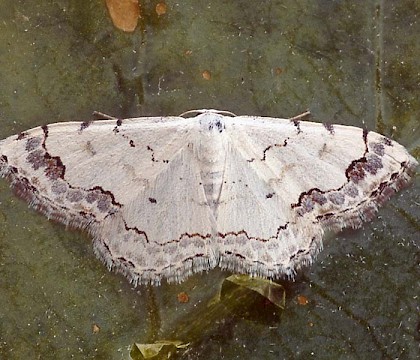 Adult &bull; Portugal &bull; &copy; Paul Harris