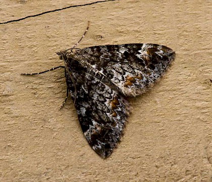 Adult &bull; South Uist, Outer Hebrides &bull; &copy; Chris Johnson