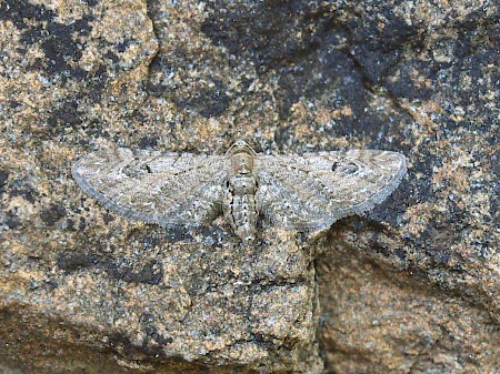 Ash Pug Eupithecia innotata fraxinata