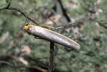 Northern Footman Eilema complana f. sericea