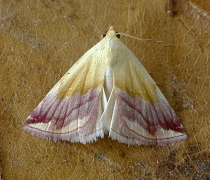 Adult &bull; Portland, Dorset &bull; &copy; Paul Harris