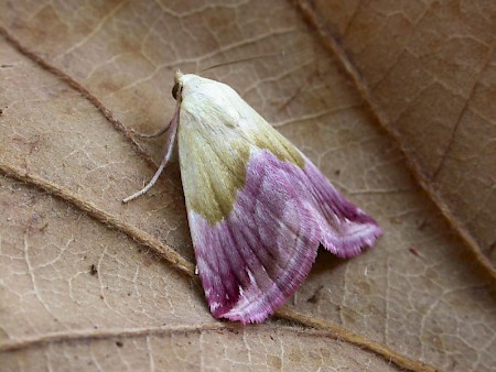 Beautiful Marbled Eublemma purpurina