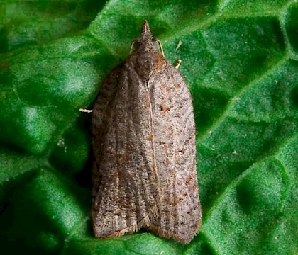 Adult &bull; South Uist, Outer Hebrides &bull; &copy; Chris Johnson