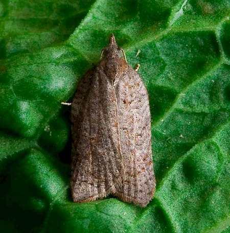 Acleris effractana