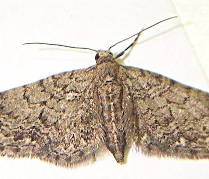 Adult &bull; Epping Forest, Essex &bull; &copy; Tim Green