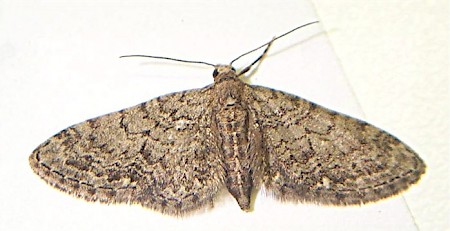 Epping Pug Eupithecia massiliata