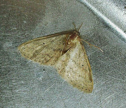 Adult &bull; Halifax, W. Yorkshire &bull; &copy; Charlie Streets