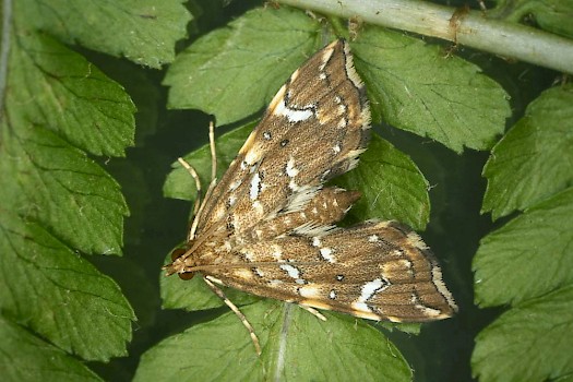 Musotima nitidalis