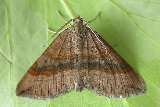 Shaded Broad-bar Scotopteryx chenopodiata