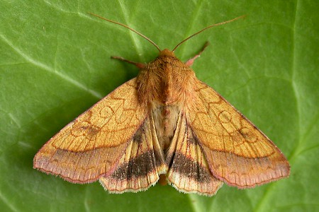 Bordered Sallow Pyrrhia umbra