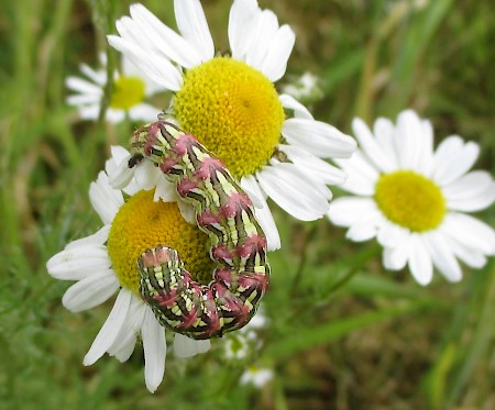 Chamomile Shark Cucullia chamomillae