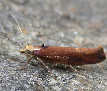 Adult &bull; East Ross, Scotland &bull; &copy; Nigel Richards
