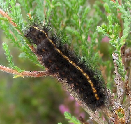 White Ermine Spilosoma lubricipeda