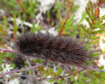 Ruby Tiger Phragmatobia fuliginosa