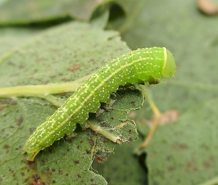 Green Silver-lines Pseudoips prasinana