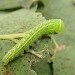 Larva • East Ross, Scotland • © Nigel Richards