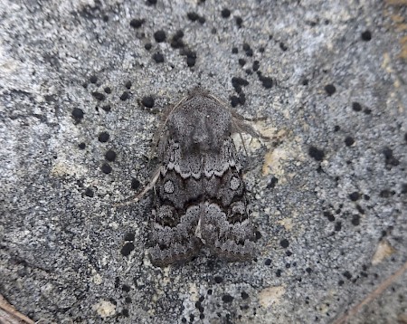 Northern Deep-brown Dart Aporophyla lueneburgensis