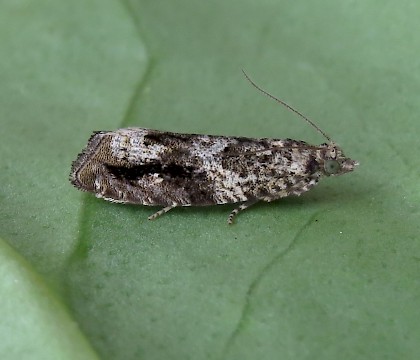 Adult &bull; Stubbington, Hampshire &bull; &copy; Dan Houghton