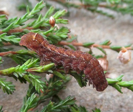 Purple Clay Diarsia brunnea