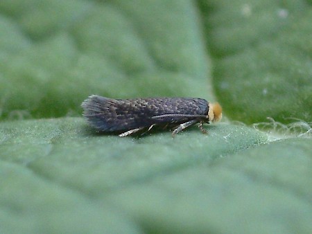 Stigmella suberivora