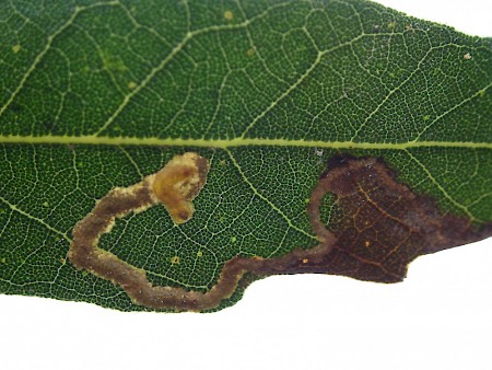 Stigmella suberivora