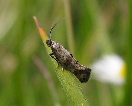 Epermenia insecurella