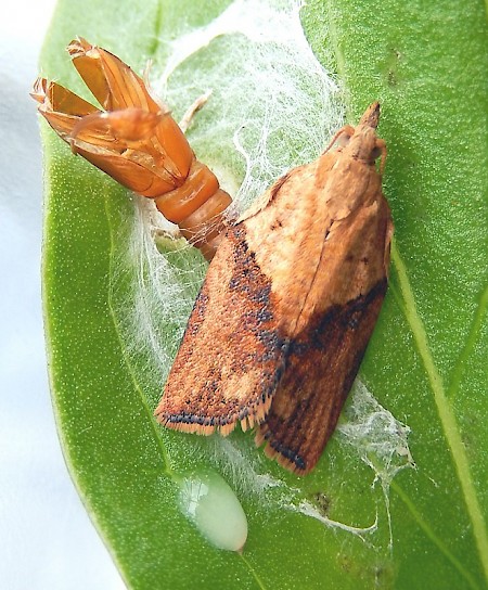 Light Brown Apple Moth Epiphyas postvittana